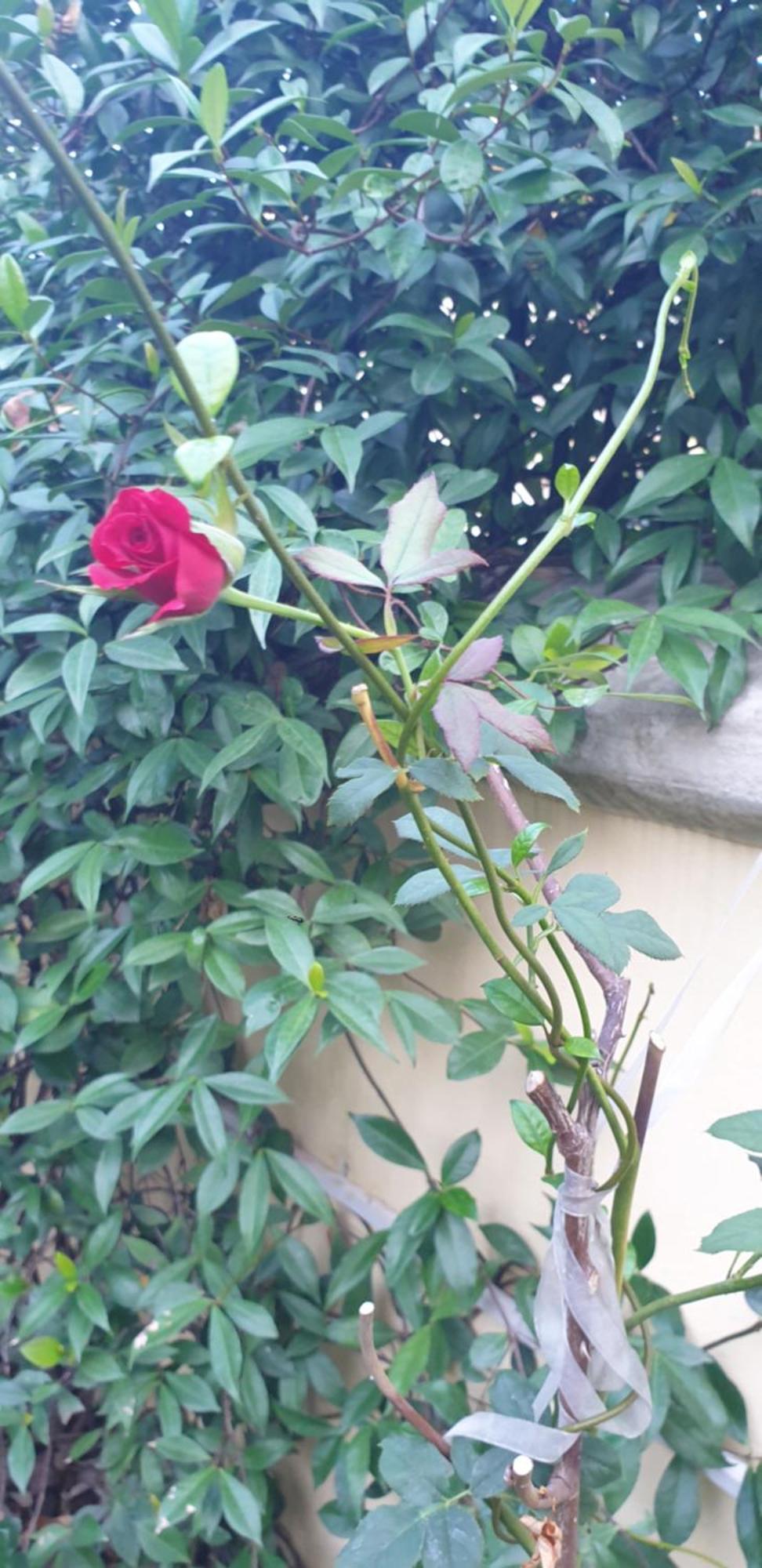 Relais Villa Montedonzelli Neapol Exteriér fotografie